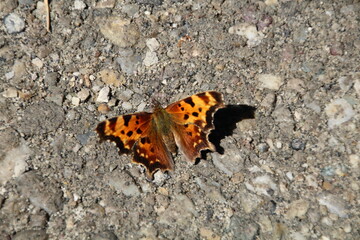 Grounded Butterfly, Gold Bar Park, Edmonton, Alberta