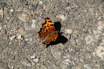 Fototapeta na wymiar Butterfly On The Ground, Gold Bar Park, Edmonton, Alberta