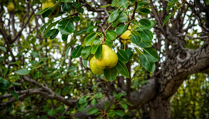 Photo taken with Sony a6100 sigma 16mm, Lightroom edited . 