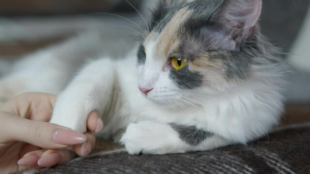 Hold a cat paw. A cat enjoy her domestic animal and play with a cat in the room.