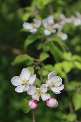 Pink and white apple flowers and blossom on branch on springtime. Malus domestica in the orchard