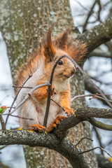The squirrel sits on a branches in the spring or summer.