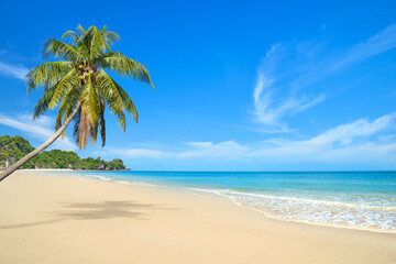 Summer sand beach with coconut palm tree on a clear day.