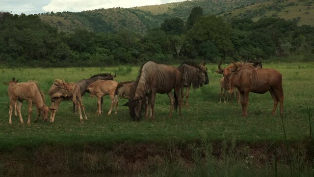 Herd of wildebeest outdoors grassland grazing in Pretoria South Africa safari wilderness