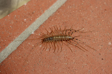 Scutigera coleoptrata, a centipede domestic insect  on the floor. House centipede