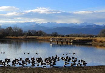 a large flock  of canada geese   on a pond along the teller farms trail,  in eastern boulder...