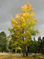 colorful changing aspen trees in fall on a stormy day in bandelier national monument, near los...