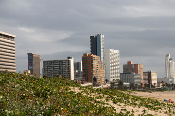 Dune Rehabilition at Durban with Beachfront Buildings in Background