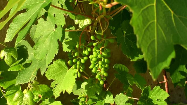 Grape leaves and branches with young green bunches of grapes swaying in the wind.