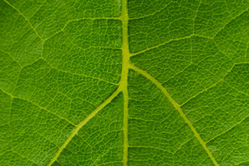 texture of green grape leaf macro background