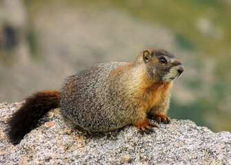 yellow-bellied  marmot sitting  on a granite boulder on mount evans, colorado        