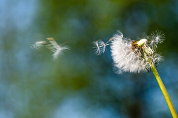 dandelion seed head