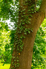 tree overgrown with ivy in the park