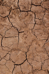 Ants on dry cracked soil