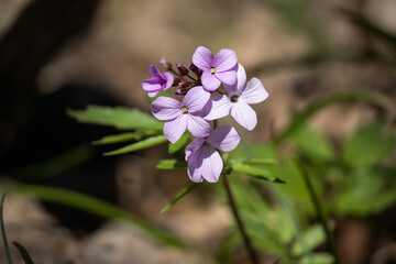 Inflorescence of purple forget-me-nots. Fragrant flowers close-up. Warm spring day.