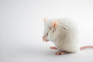 A funny white rat hides its muzzle with its paws. Animals for scientific experiments. Close-up isolated on a white background.