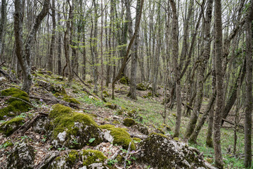 Forest and moss. Thin trees all around. Forest landscape. Fresh forest air. The wilderness of the forest.