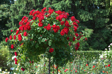 The standard rose "Game of the senses" is a spherical burgundy-red color. With buds 4-5cm in diameter.