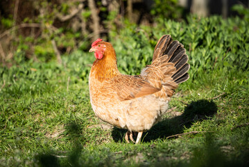 Chicken on a green meadow close-up. The chicken stands on the grass and looks into the distance. Agriculture and animal husbandry.