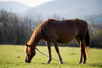A lone red horse is eating fresh grass against the backdrop of high mountains. Horse breeding....