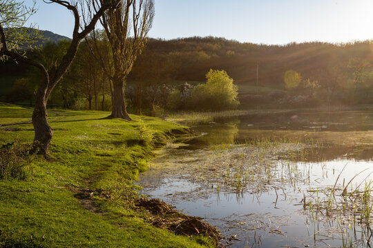 Swamp on a summer sunny day. Swamp among trees and green grass. Dangerous terrain.