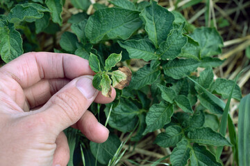 Potato bush with brown and yellow spots on foliage, fungal problem. Phytophthora is disease which...