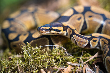 Royal python close-up. A graceful and graceful snake. Cold-blooded. A dangerous animal.