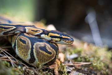 A curled up boa constrictor lies in the forest close-up. Observing animals. Reptile.