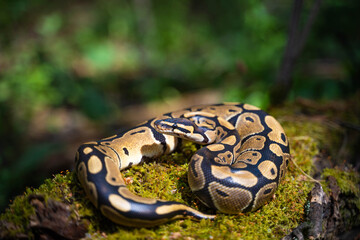 Royal python in the terrarium. Artificial conditions for keeping the snake. Calm reptile.