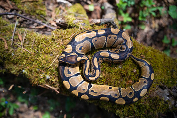 Graceful royal python on moss top view. Beautiful curves of the serpentine body. Close-up