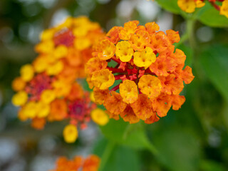 Lantana camara flowers, yellow orange tones, are colorful flowers. 