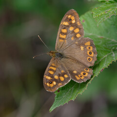 Obraz premium Speckled wood (Pararge aegeria) on a leaf
