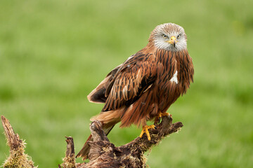 Red kite, bird of prey portrait. The bird sits on a stump, looks straight into the camera