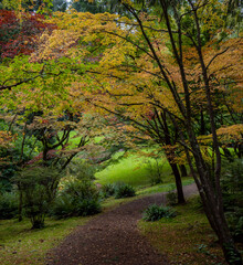 Path through colorful maple trees with gorgeous fall foliage. 