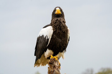 Steller's sea eagle sits on a stump against the background of blue sky. The bird of prey looks to the left, The bird of prey looks to the left.