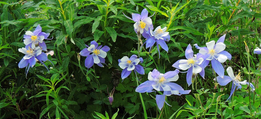  cluster of pretty  columbines in james peak wilderness area in the rocky mountains of colorado   