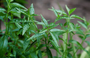 Closeup of creat / Green chiretta (Andrographis paniculata) plant, popularly known as Kalmegh in Bengali language and is being used as medicinal plant from age old days in Indian subcontinent. 