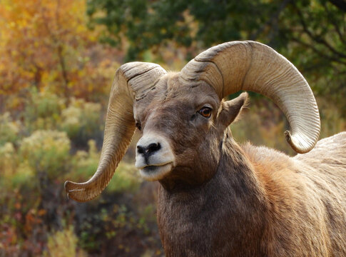 close up of a rocky mountain bighorn sheep ram in waterton canyon in  littleton,  colorado