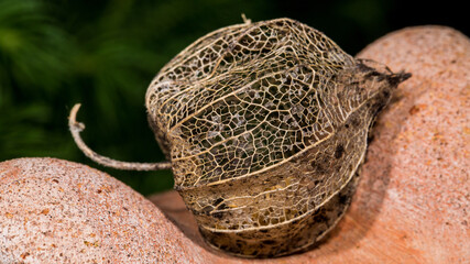 Trockene Früchte von Physalis