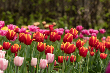 A row of orange-yellow tulips on a background of forest and pink tulips