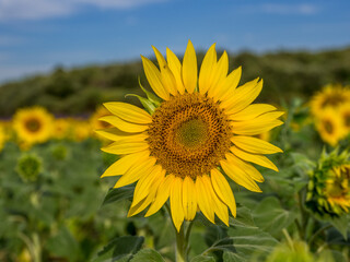 Sunflower in a field in Provence