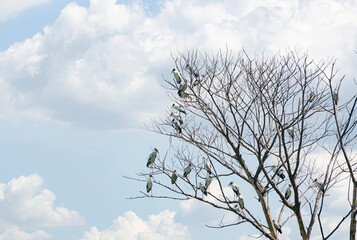 Obraz premium The flock of Asian openbill on the tree in the autumn.