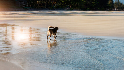 Dog running on the beach with soft wave of blue sea with sunshine on sandy. summer of tropical nature.