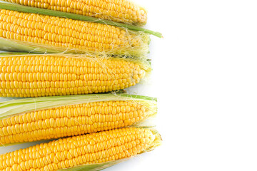 Yellow fresh raw corn plant on white background, top view, copy space, food concept.
