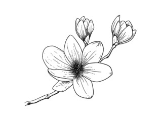 magnolia sketch black and white hand drawn line art illustration 