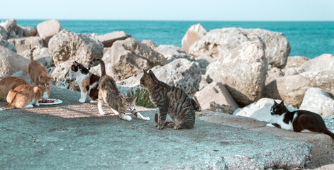 Street cats homeless animals eating from the ground among rocks and stones on the seaside, pet adoption concept, animal rights