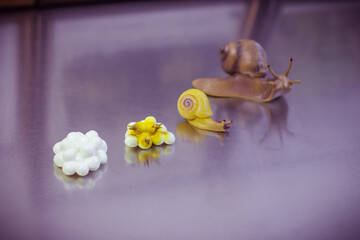 The birth and maturation of a snail. Snail development stages