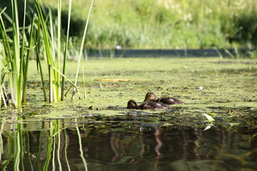 Small wild ducklings swims in the green mud in a pond on the swampy water among the reed grass blades, European waterfowl birds