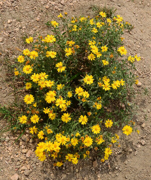   pretty dwarf golden aster wildflowers along the trail to potato lake, in the mountains near durango, colorado       