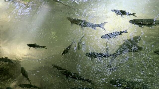 Flock of Solo brook carp fish ( Science name is Tor Soro ) in the river.